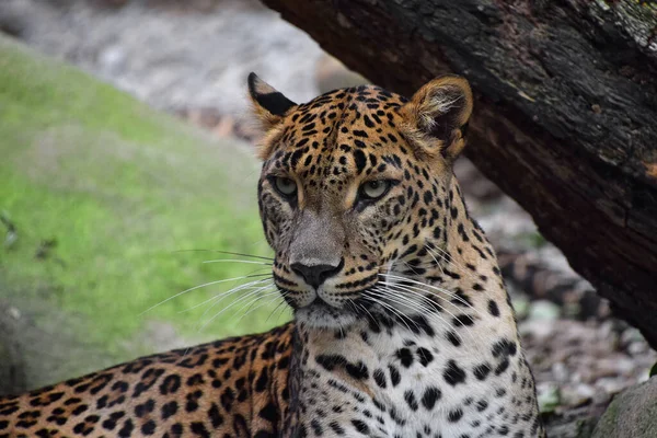 Close Front Portrait African Leopard Looking Camera Low Angle View — Stock Photo, Image