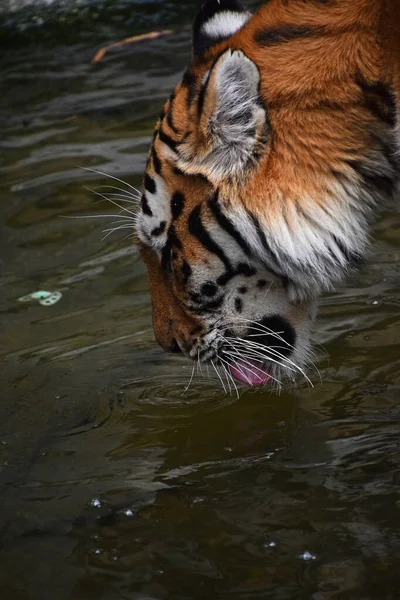 Retrato Cerca Del Agua Potable Tigre Siberiano Amur Vista Ángulo — Foto de Stock