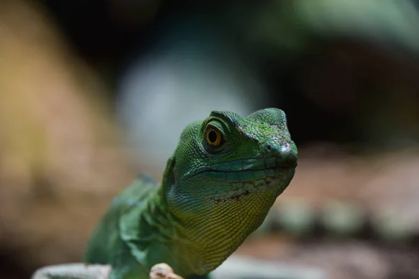 Close Profile Portrait Vivid Green Lizard High Angle Front View — Stock Photo, Image