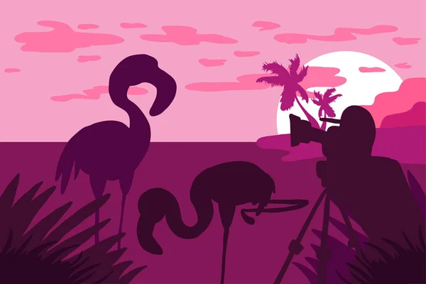 Fotoğrafçı fotoğraf flamingo doğada — Stok Vektör