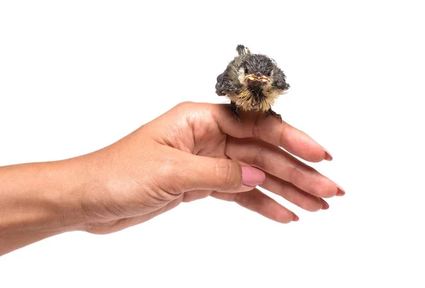 Live Small Chick Hand — Stock Photo, Image