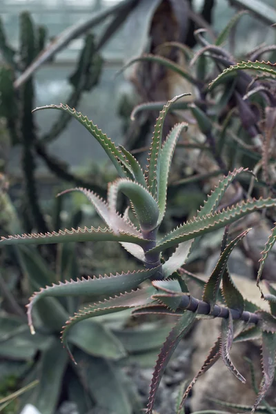 Spaziergang im Gewächshaus des Botanischen Gartens — Stockfoto