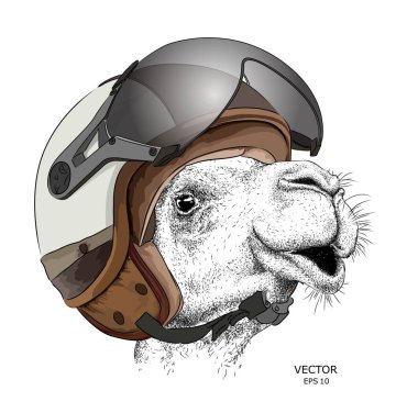 Görüntü portre deve motosiklet kask içinde. Vektör çizim.