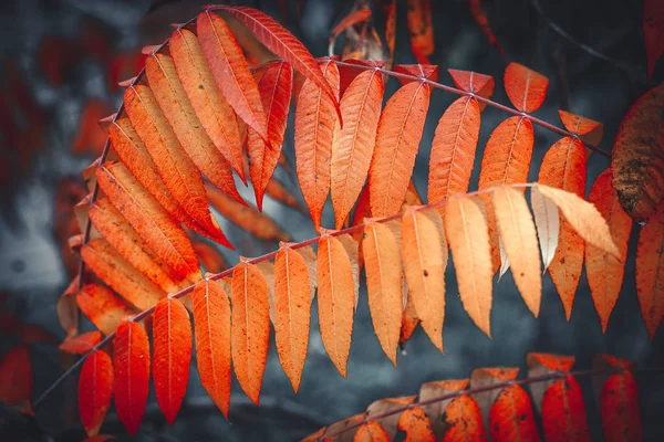 Herfst Geel Loof Herfst Wallpaper Achtergrond — Stockfoto