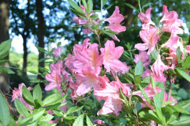 Çiçekler ormangülü bahar altında Şehir Parkı