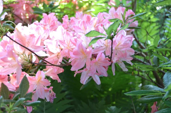 Bahar altında Şehir Parkı doğa ve ormangülü çiçek