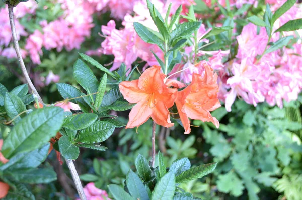 Nature Fleurs Rhododendron Dans Parc Ville Printemps — Photo