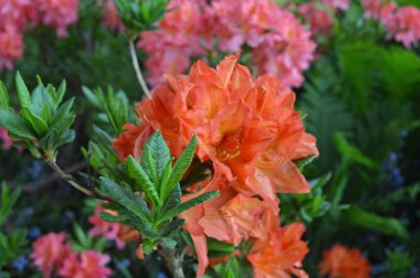 Çiçek - ormangülü yaz altında Şehir Parkı