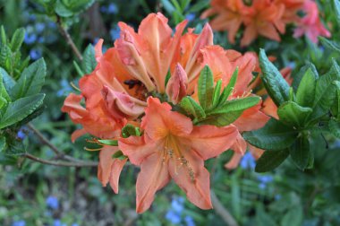 Çiçek - ormangülü yaz altında Şehir Parkı