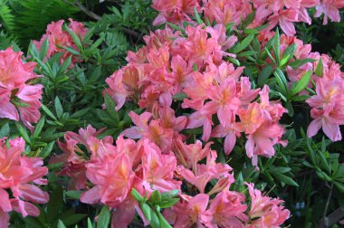 Çiçek - ormangülü yaz altında Şehir Parkı