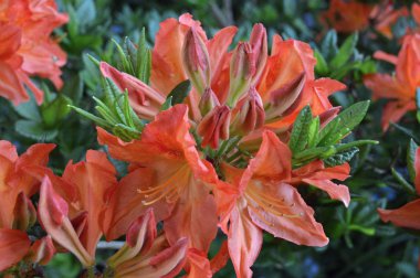 Çiçek - ormangülü yaz altında Şehir Parkı