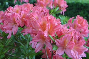 Çiçek - ormangülü yaz altında Şehir Parkı