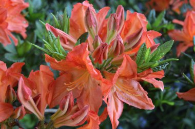 Çiçek - ormangülü yaz altında Şehir Parkı