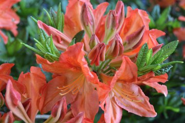 Çiçek - ormangülü yaz altında Şehir Parkı