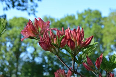 Çiçek - ormangülü yaz altında Şehir Parkı
