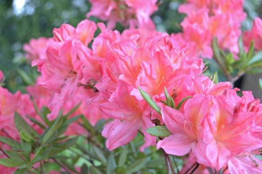 Çiçek - ormangülü yaz altında Şehir Parkı