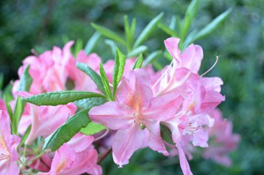 Çiçek - ormangülü yaz altında Şehir Parkı