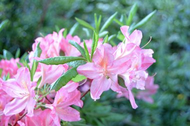 Çiçek - ormangülü yaz altında Şehir Parkı