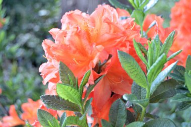 Çiçek - ormangülü yaz altında Şehir Parkı