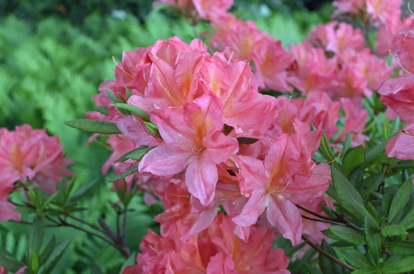 Fleurs Rhododendron Dans Parc Ville Sous Été — Photo