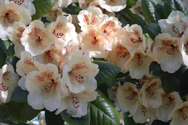 Flowers Rhododendron City Park Summer — Stock Photo, Image