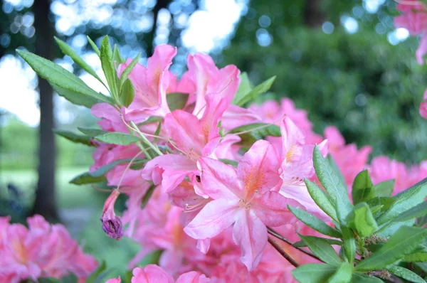 Flores Rododendro Parque Cidade Abaixo Verão — Fotografia de Stock