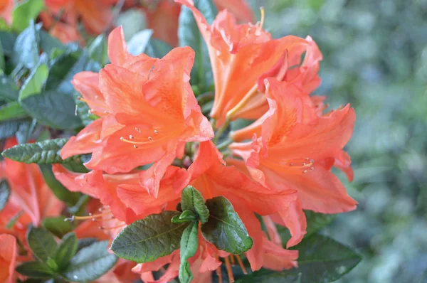 Bloemen Rhododendron Het Stadspark Onder Zomer — Stockfoto