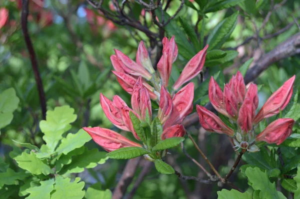 Fleurs Rhododendron Dans Parc Ville Sous Été — Photo