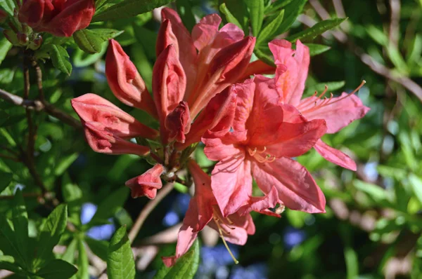 Flowers Rhododendron City Park Summer — Stock Photo, Image