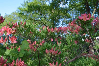 Çiçek - rhododendron(azalea) yaz altında Şehir Parkı