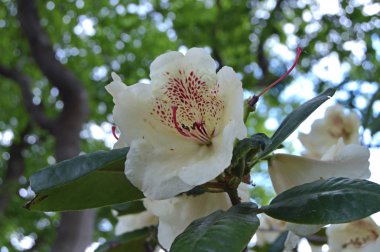 Çiçek - rhododendron(azalea) yaz altında Şehir Parkı
