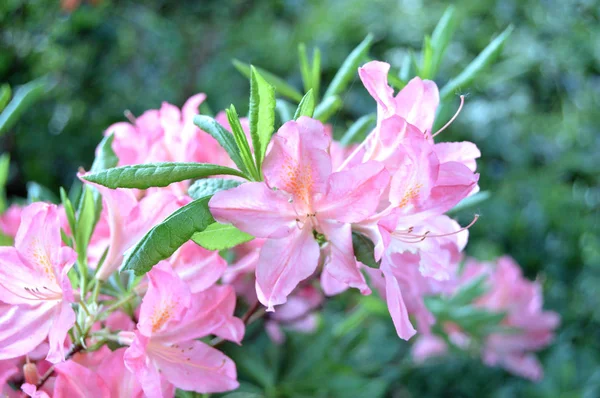 Çiçek - rhododendron(azalea) yaz altında Şehir Parkı