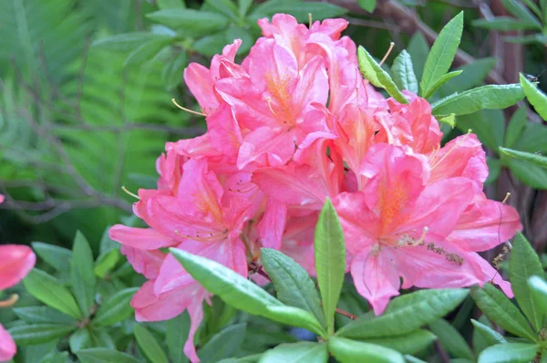 Flores Rododendro Azálea Parque Cidade Abaixo Verão — Fotografia de Stock