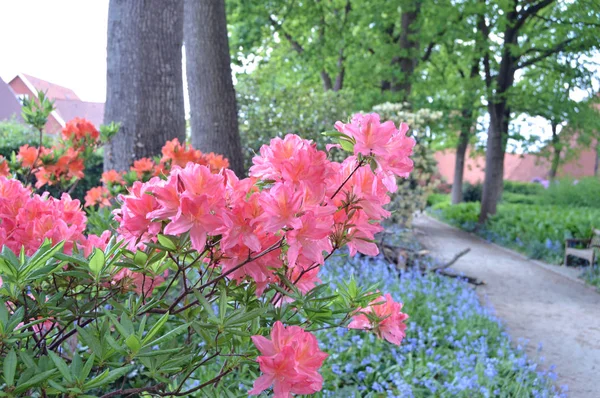 Flowers Rhododendron Azalea City Park Summer — Stock Photo, Image