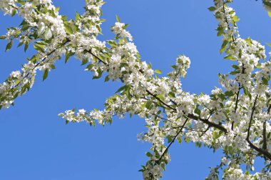 Elma ağaçları çiçek bahar arka plan olarak altında Şehir Parkı içinde