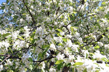 Elma ağaçları çiçek bahar arka plan olarak altında Şehir Parkı içinde