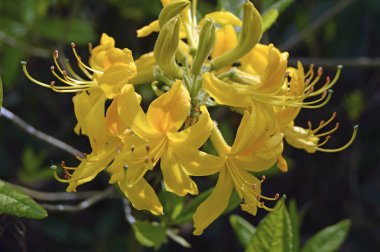 İlkbahar altında şehir parkında Rhododendron