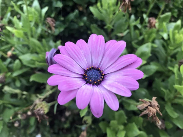 Fleurs Nature Dans Parc Ville Sous Été — Photo