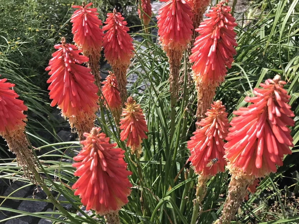 Flowers and nature in the city park under summer