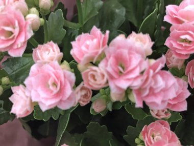 Yaz altı şehir parkında çiçekler ve doğa