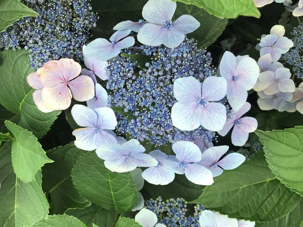 Flowers and nature in the city park under summer