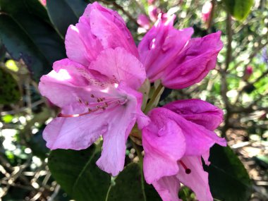 Azalea - rhododendron çiçekleri yazın altında şehir parkında
