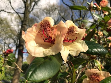 Azalea - rhododendron çiçekleri yazın altında şehir parkında
