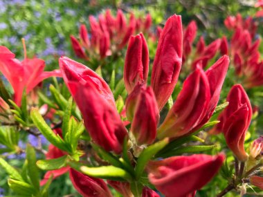 Azalea - rhododendron çiçekleri yazın altında şehir parkında