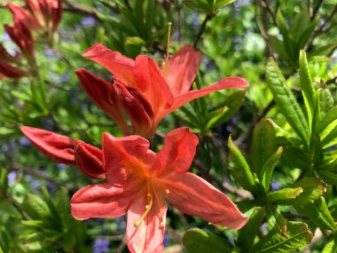 Azalea - rhododendron çiçekleri yazın altında şehir parkında