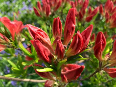 Azalea - rhododendron çiçekleri yazın altında şehir parkında