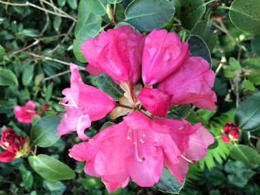 Azalea - rhododendron çiçekleri yazın altında şehir parkında