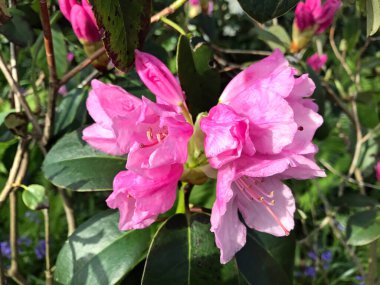 Azalea - rhododendron çiçekleri yazın altında şehir parkında