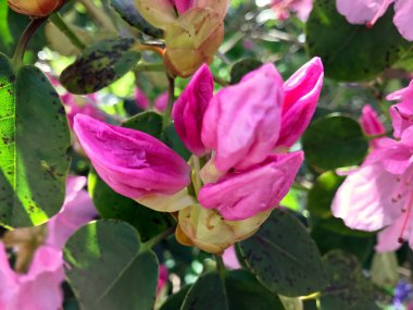 Azalea - rhododendron çiçekleri yazın altında şehir parkında