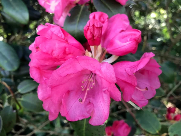 Azalea Flores Rododendro Parque Ciudad Durante Verano — Foto de Stock